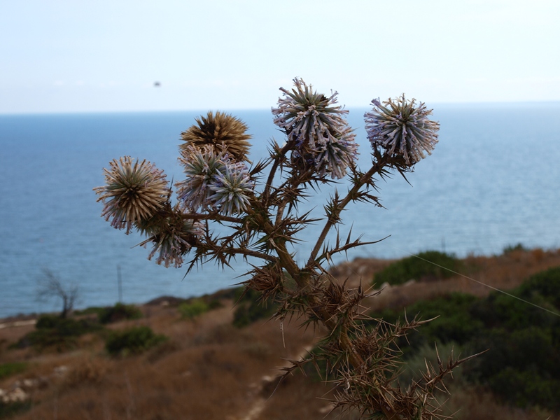 Кипр - Август 2011