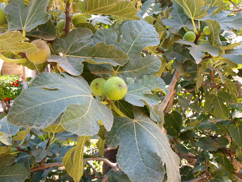 Кипр в августе 2011: Ларнака