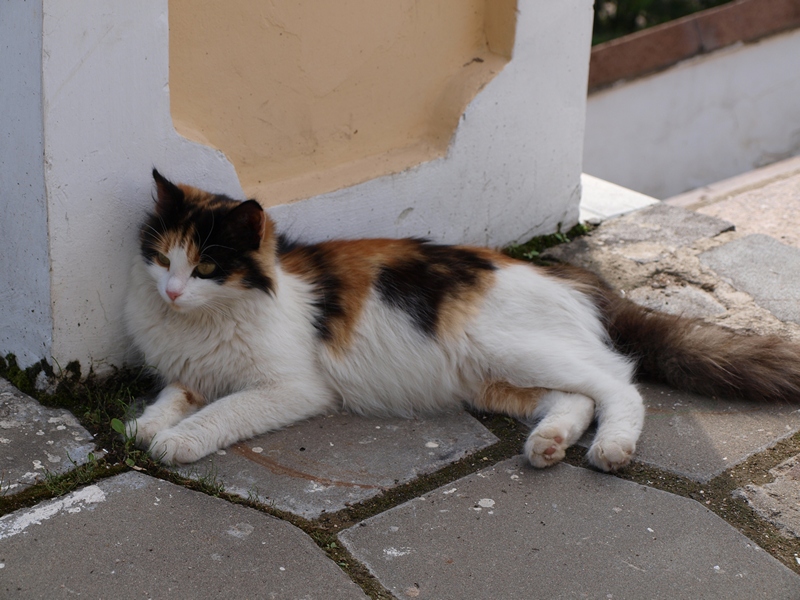 Усадьба Архангельское 10.07.2011