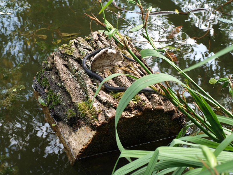 Усадьба Архангельское 10.07.2011