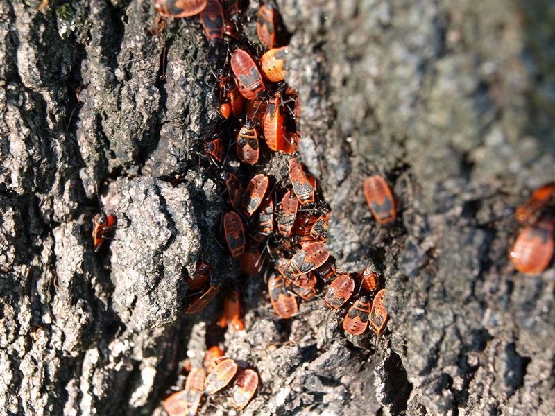 Усадьба Архангельское 10.07.2011