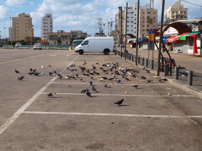 Израиль 01.2012