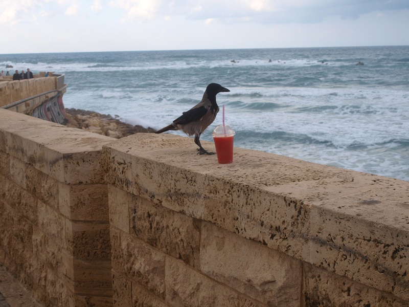 Израиль 01.2012