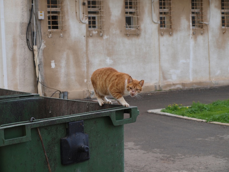 Израиль 01.2012