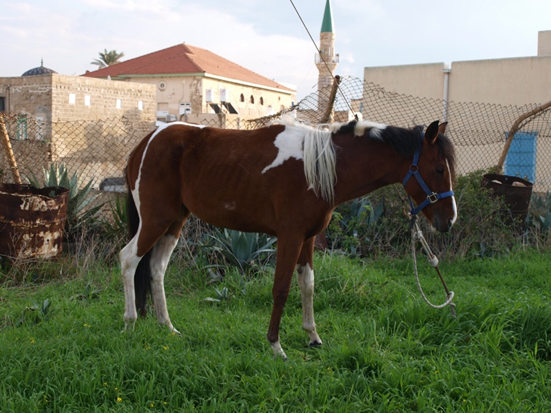 Израиль 01.2012