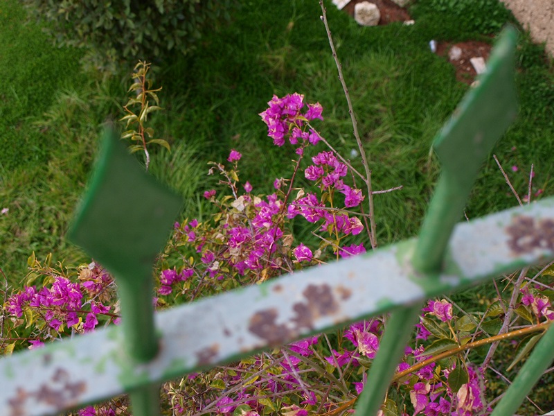 Израиль 01.2012