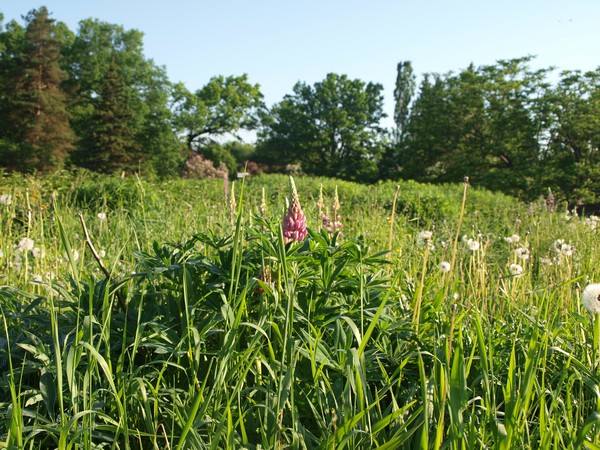 Ботанический Сад, июнь 2011, часть первая