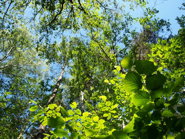 Главный Ботанический Сад РАН 4.06.2011