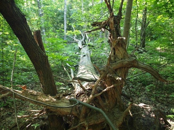 Главный Ботанический Сад РАН 4.06.2011