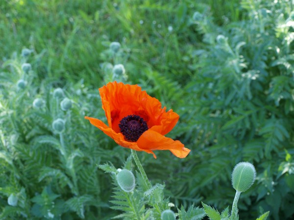 Главный Ботанический Сад РАН 4.06.2011