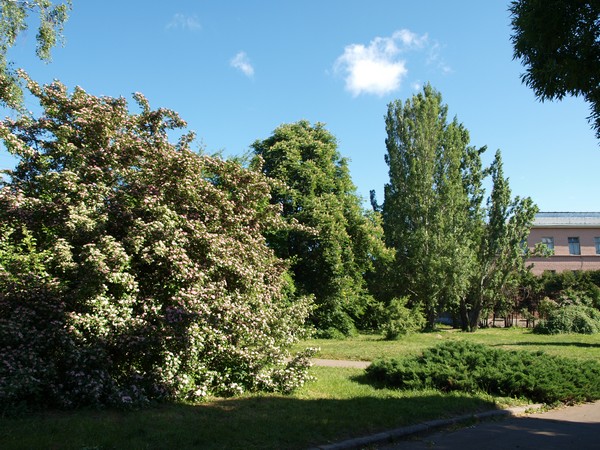 Главный Ботанический Сад РАН 4.06.2011