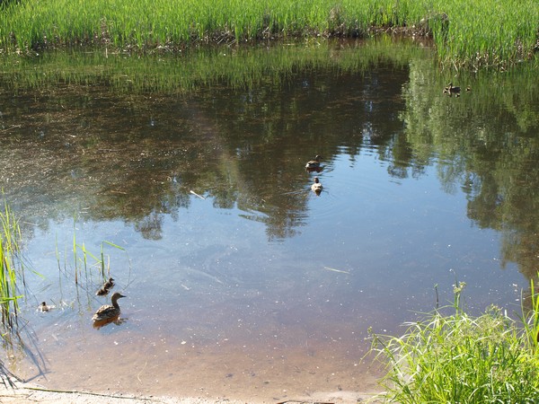 Главный Ботанический Сад РАН 4.06.2011