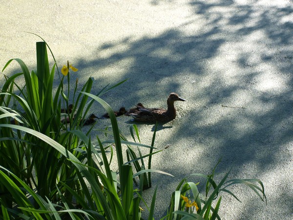 Главный Ботанический Сад РАН 4.06.2011