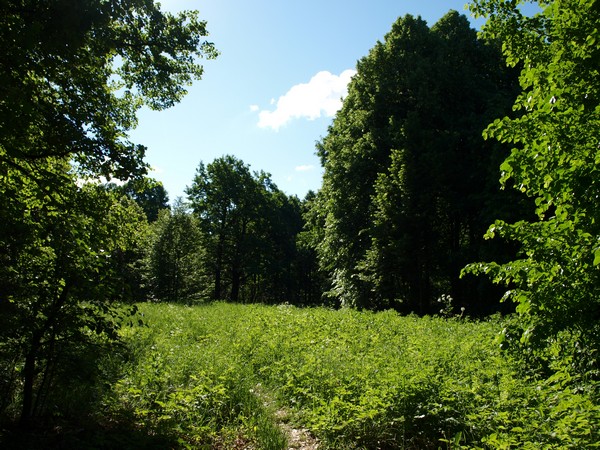 Главный Ботанический Сад РАН 4.06.2011