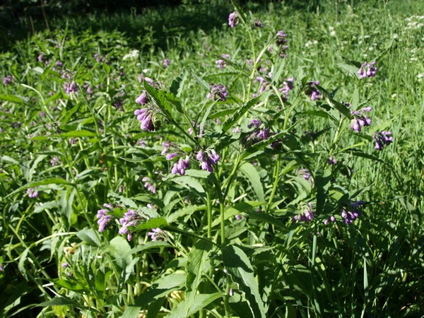 Главный Ботанический Сад РАН 4.06.2011