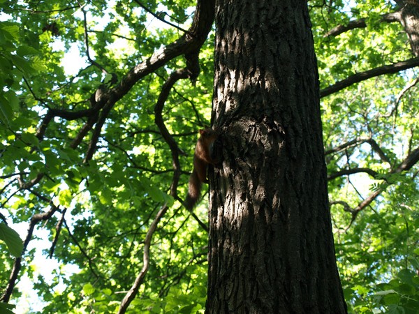 Главный Ботанический Сад РАН 4.06.2011