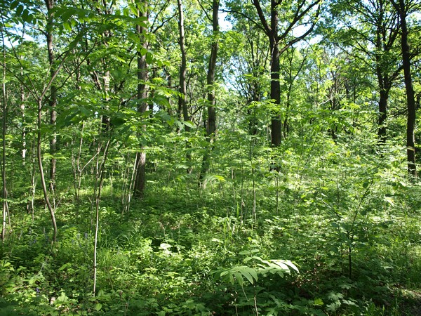 Главный Ботанический Сад РАН 4.06.2011