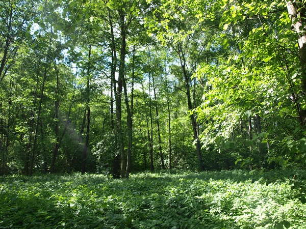 Главный Ботанический Сад РАН 4.06.2011