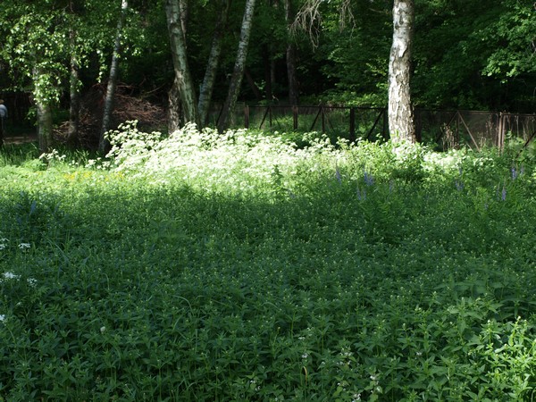 Главный Ботанический Сад РАН 4.06.2011