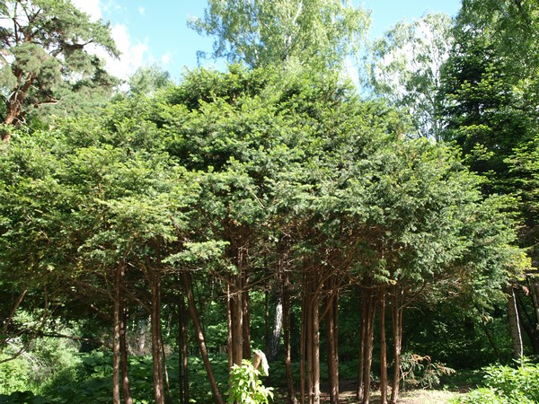 Главный Ботанический Сад РАН 4.06.2011