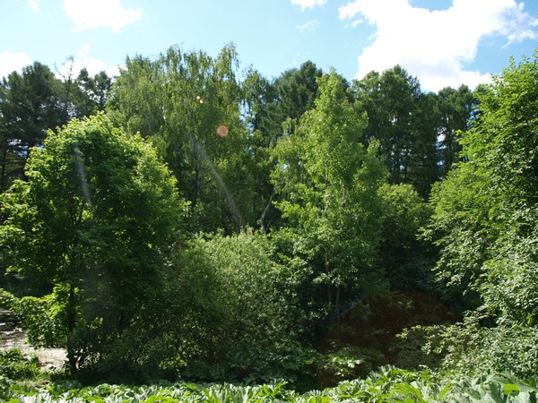 Главный Ботанический Сад РАН 4.06.2011