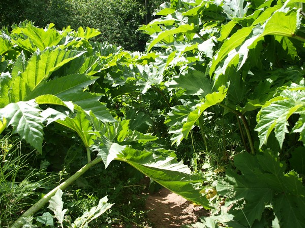 Главный Ботанический Сад РАН 4.06.2011