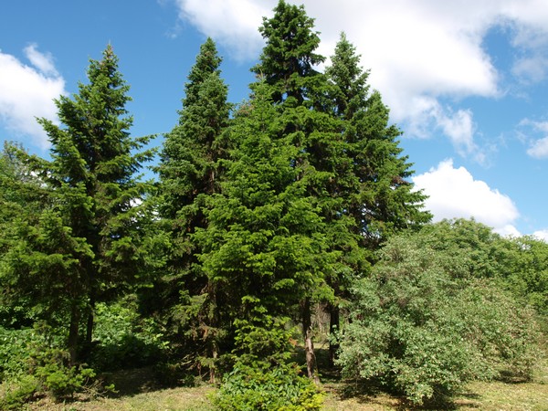 Главный Ботанический Сад РАН 4.06.2011