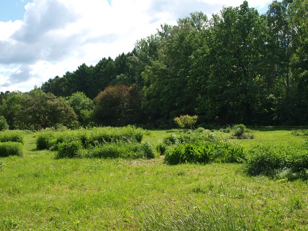 Главный Ботанический Сад РАН 4.06.2011