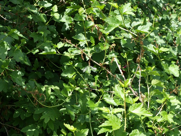 Главный Ботанический Сад РАН 4.06.2011