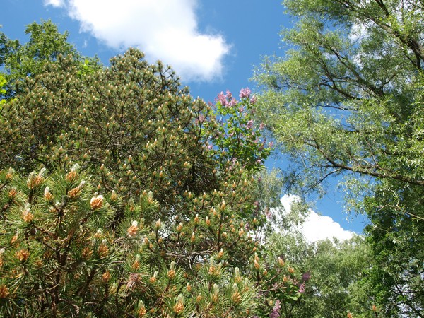 Главный Ботанический Сад РАН 4.06.2011