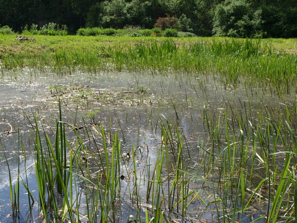 Главный Ботанический Сад РАН 4.06.2011