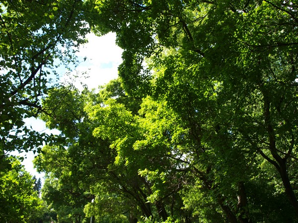 Главный Ботанический Сад РАН 4.06.2011