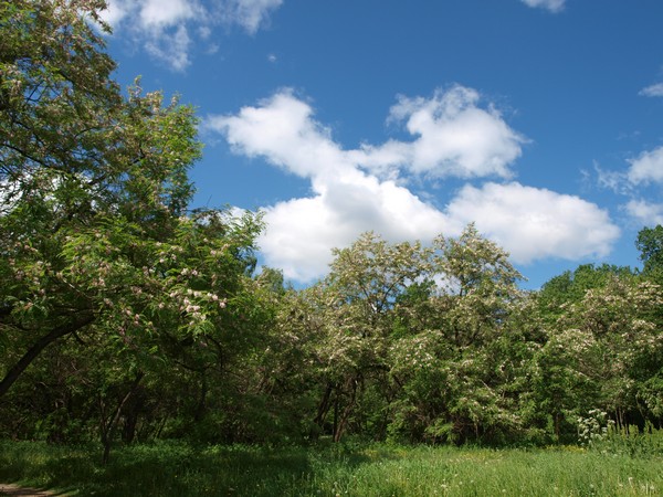 Главный Ботанический Сад РАН 4.06.2011