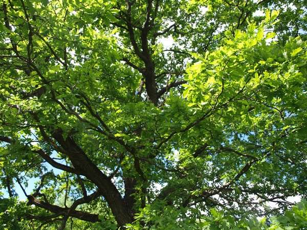 Главный Ботанический Сад РАН 4.06.2011