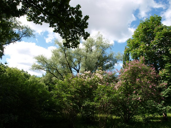 Главный Ботанический Сад РАН 4.06.2011