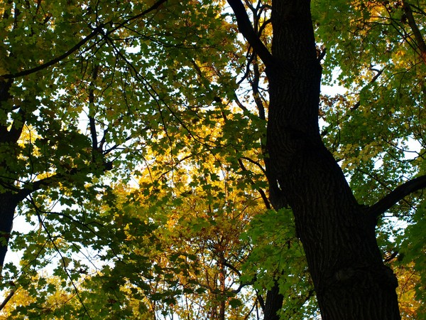 Ботанический Сад. Деревья недалеко от Сада Непрерывного Цветения