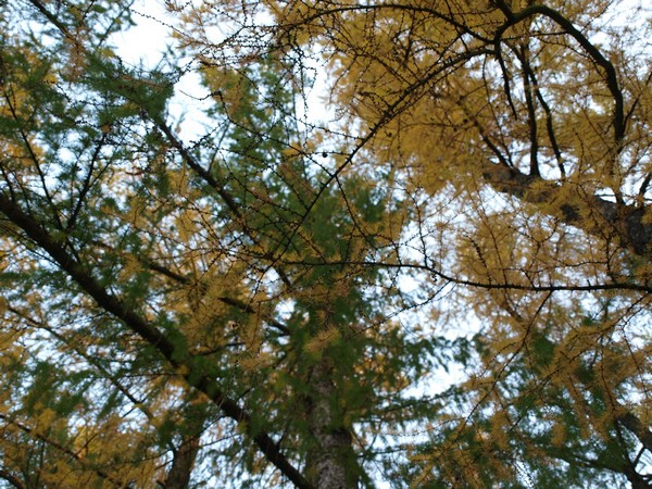 Ботанический Сад. Пихты у Гор