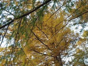 Ботанический Сад. И ещё пихты