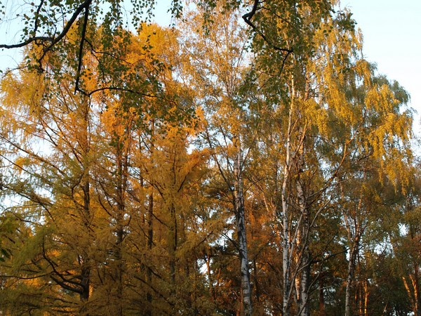 Ботанический Сад. Берёзы, Горы