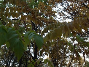 Ботанический Сад. Дендрарий