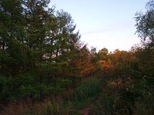 Ботанический Сад. Деревья недалеко от Сада Непрерывного Цветения