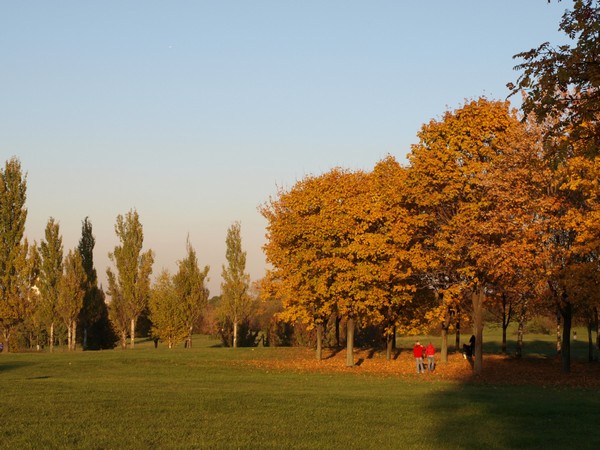 Коломенское. Деревья.