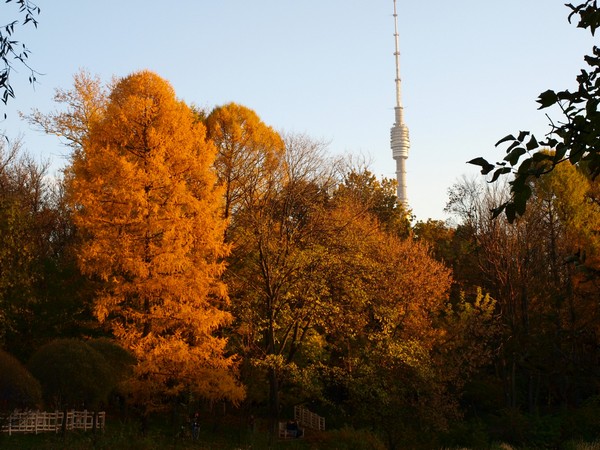 Ботанический Сад. Пруд, пихта и Останкинская Башня