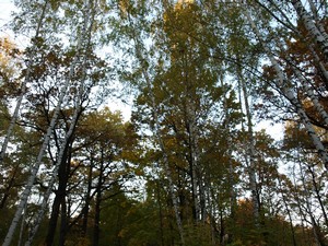 Ботанический Сад. Берёзы недалеко от входа на ВВЦ