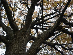 Ботанический Сад. Дуб в Саду Непрерывного Цветения