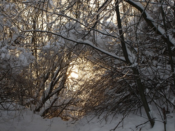 Ботанический Сад РАН. 7 января 2011