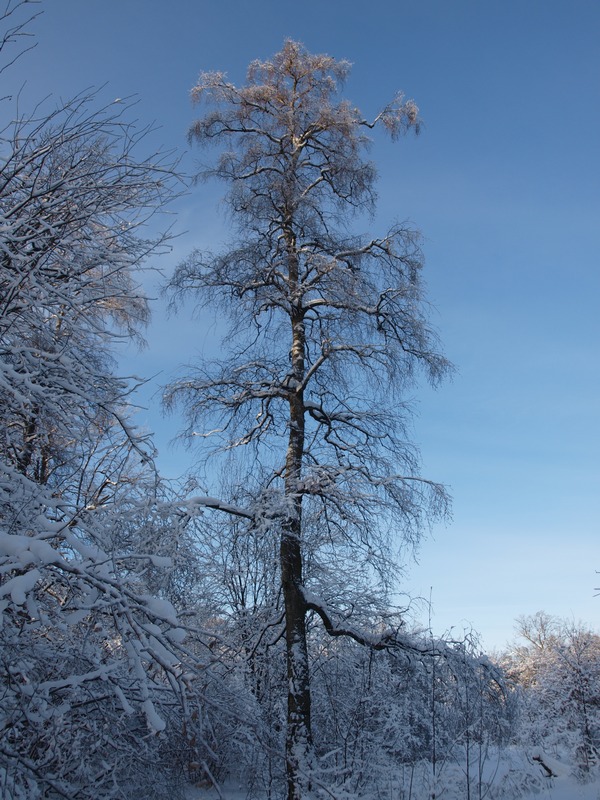 Ботанический Сад РАН. 7 января 2011